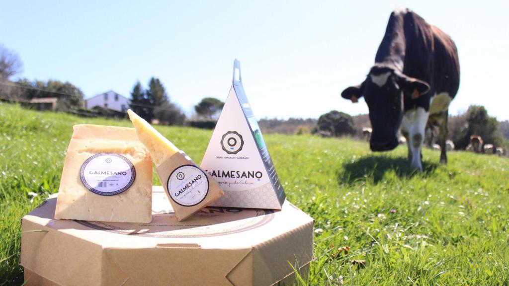 El queso Galmesano se elabora con leche de vaca en régimen de pastoreo.