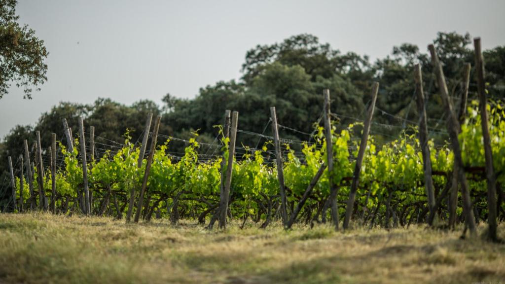 Viñedo de la finca La Melonera, en la Serranía de Ronda (Málaga).