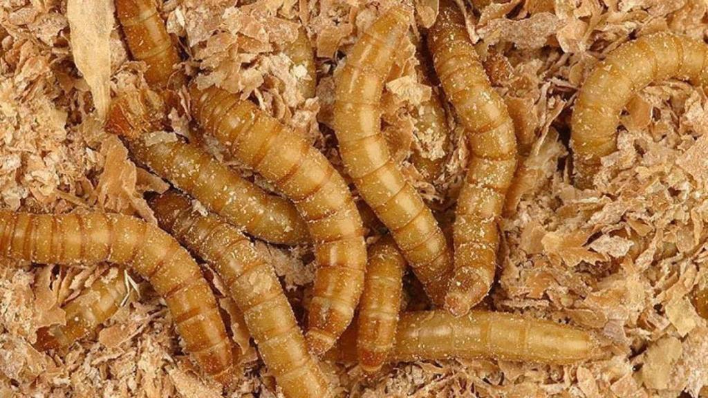 Harina de trigo empleada para hacer las barritas.