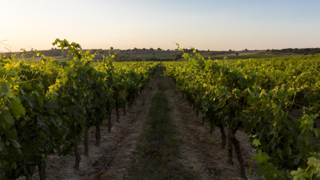 Viñedo ecológico de Finca Torremilanos.