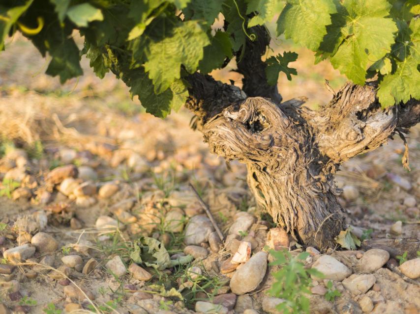 Detalle de viña en Finca Torremilanos.