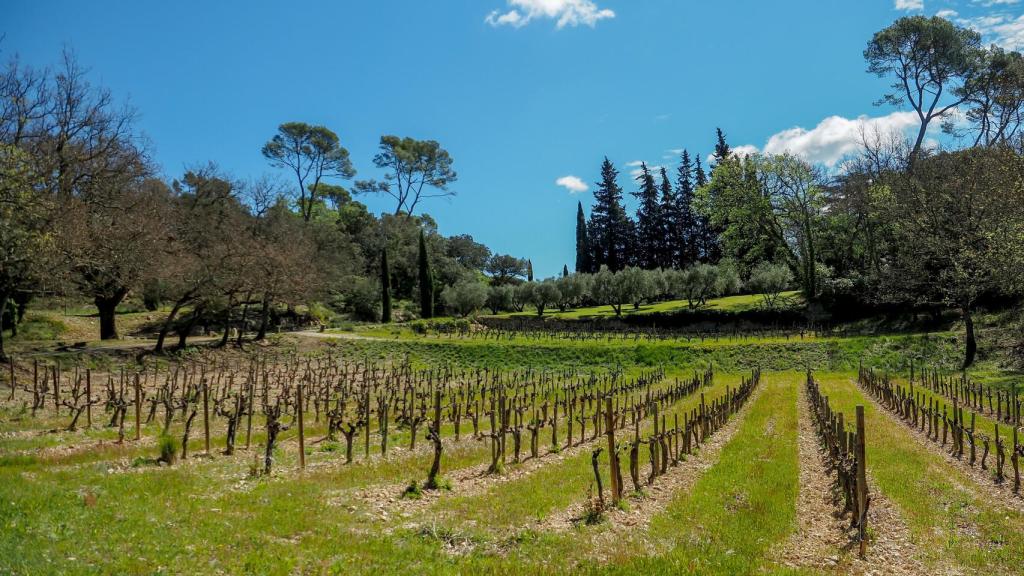La finca cuenta con viñedos y olivares.