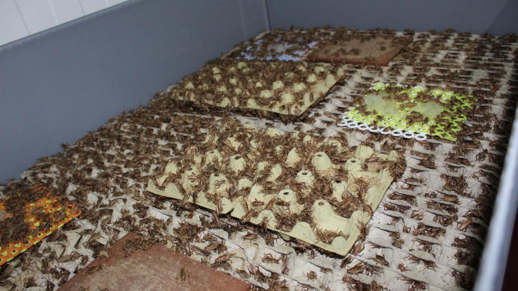 Contenedores de grillos.