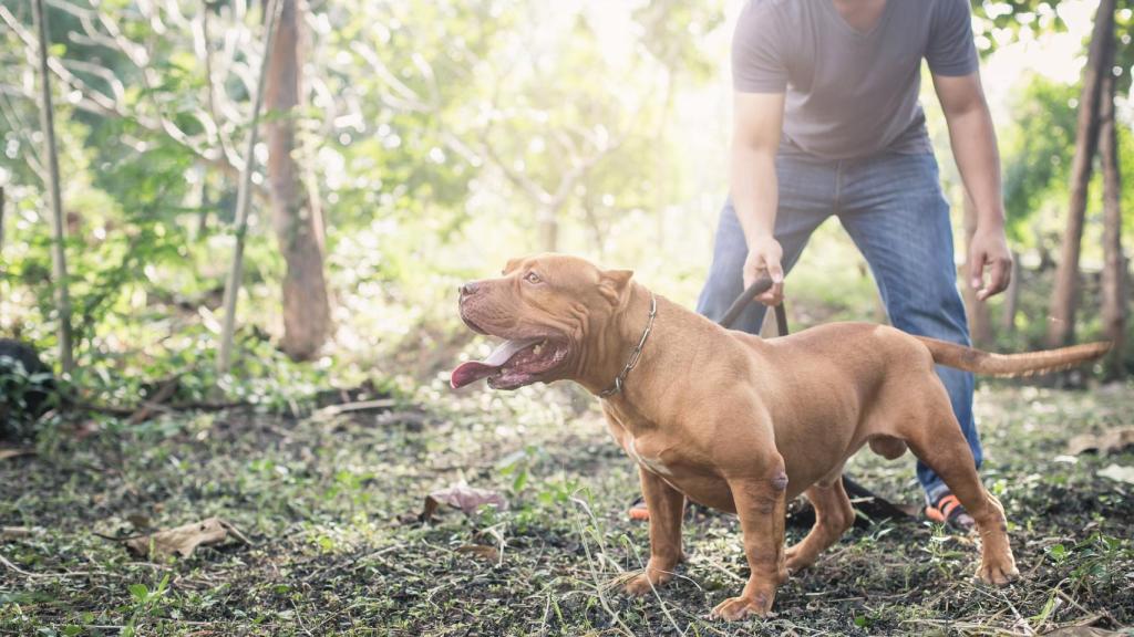 Un hombre sujeta con una correa un perro de raza Pitbull Terrier.