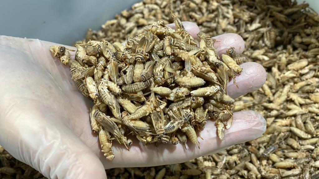 Cada contenedor alberga 25.000 grillos.