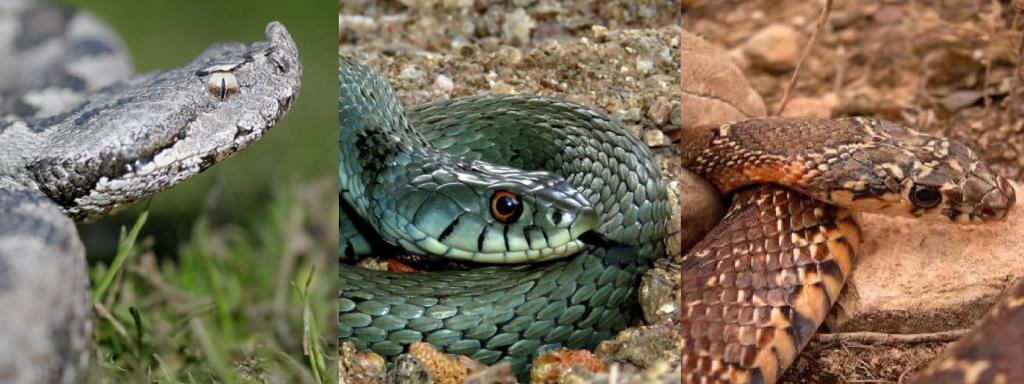 Víbora hocicuda, culebra bastarda y culebra de herradura.