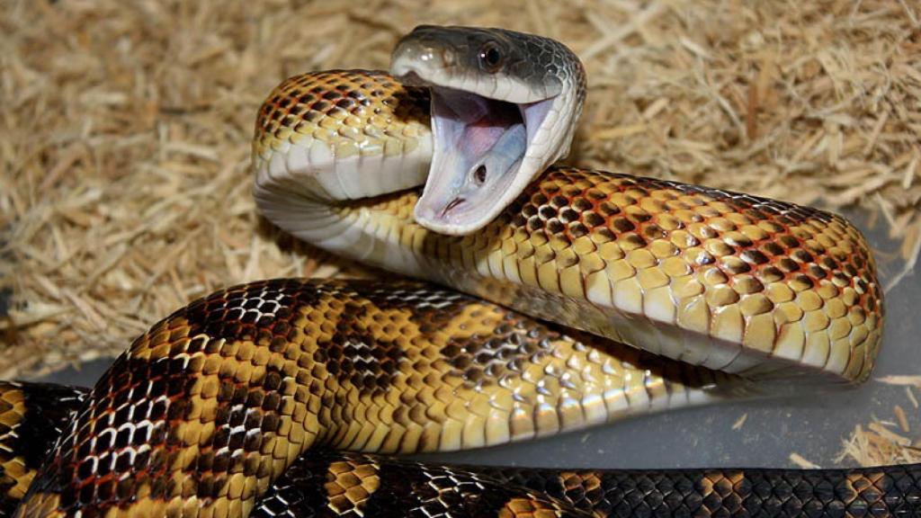 Alicante, o culebra sorda mexicana.