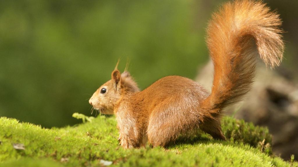 Cuál es el significado de la ardilla como animal de poder