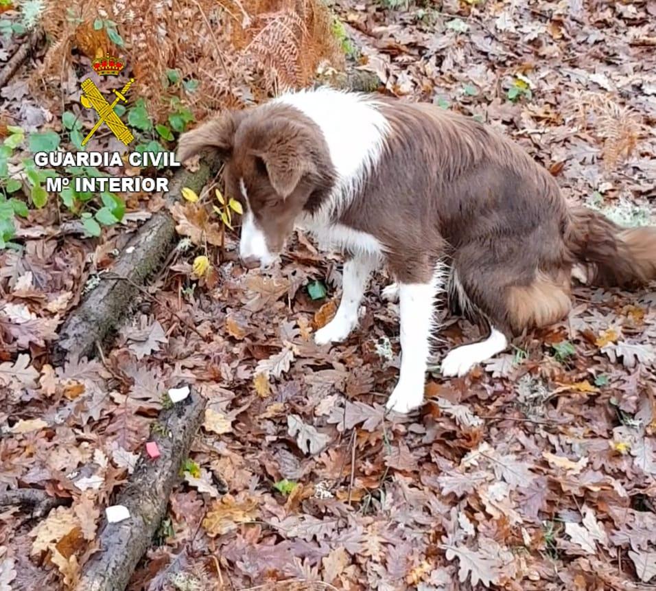 Trudi, la nueva incorporación la Guardia Civil de Galicia (Guardia Civil).