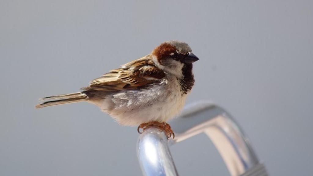 El estudio analiza cómo afectan los ruidos intermitentes de las fiestas de Moros y Cristianos a los gorriones.