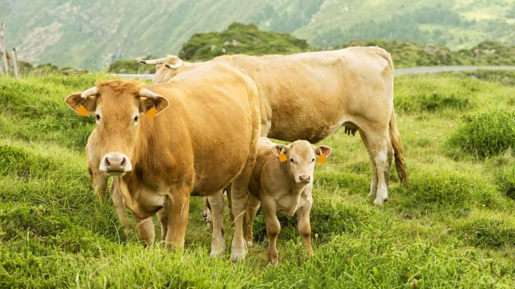 Vacas y terneros en Cabo Ortegal.