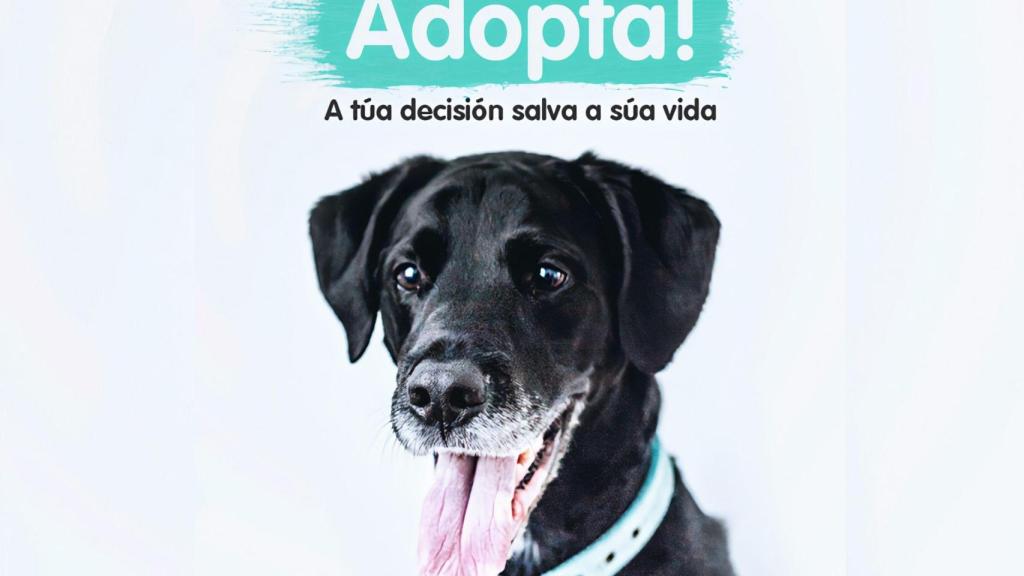 Campaña de adopción promovida por Libera