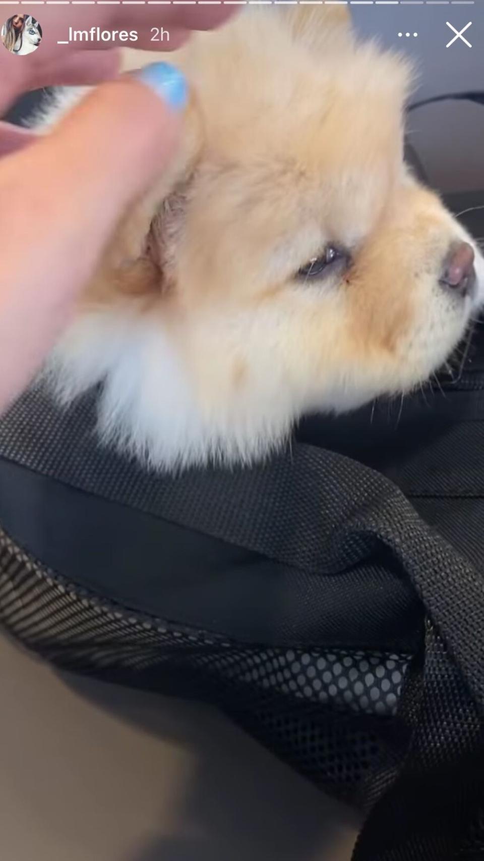 Laura Matamoros ha compartido varios vídeos en sus 'stories' para mostrar a su nueva mascota.