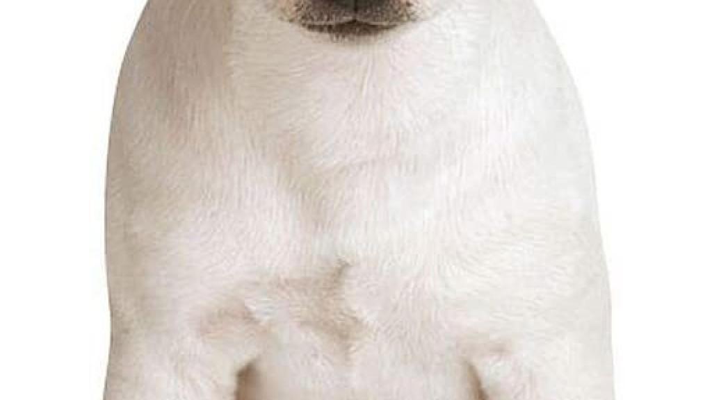 Jack russell terrier