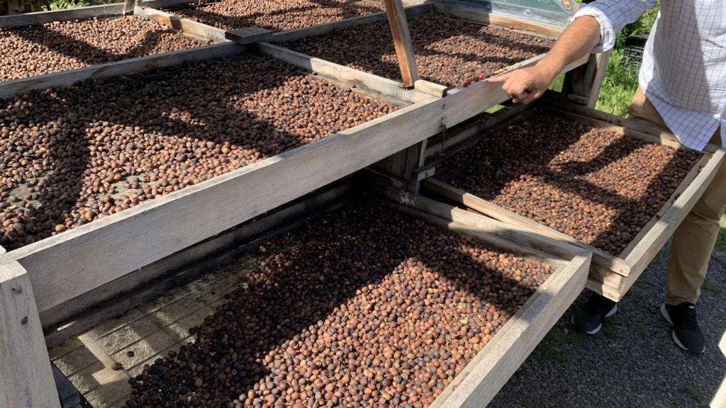 Imagen del café secándose.