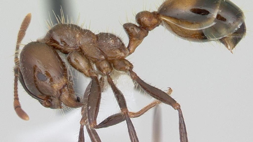 Hormiga de fuego negra