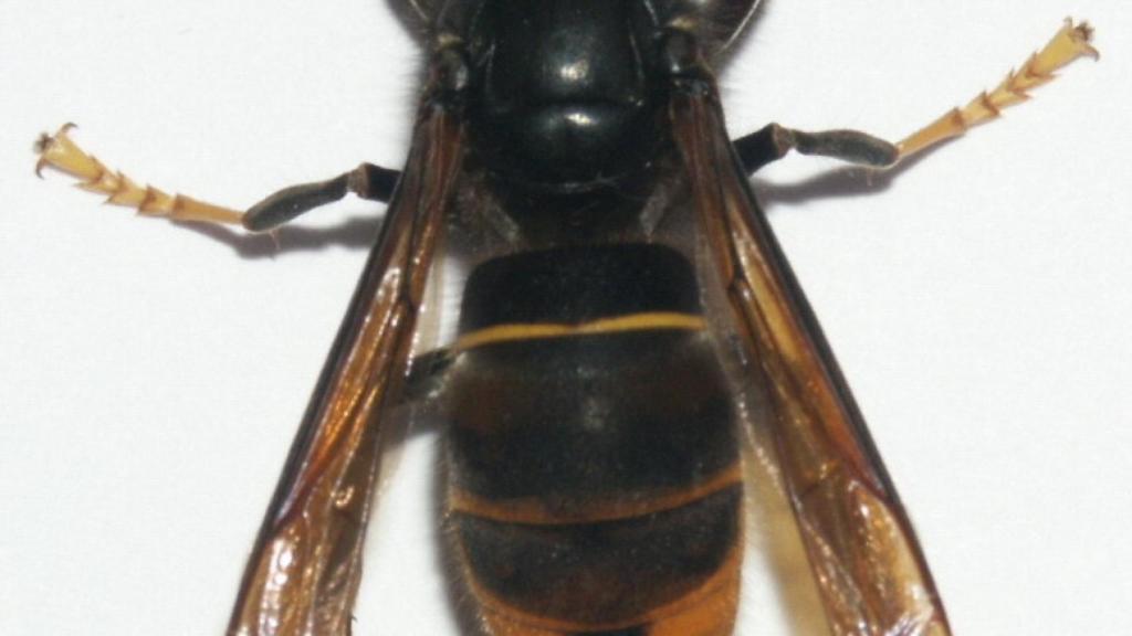 Avispa Velutina