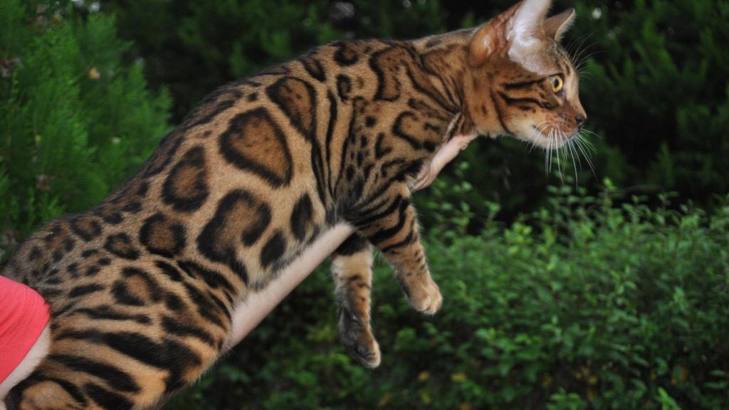 Gato bengalí