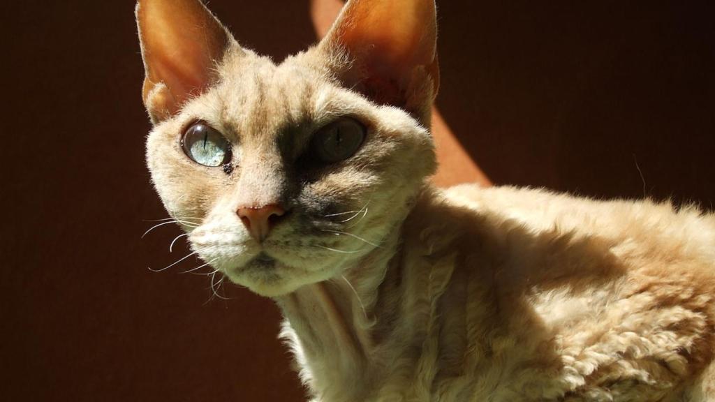 Gato devon rex