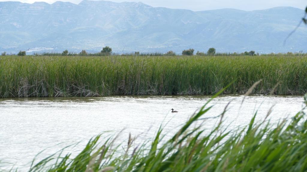 Humedales en el Delta del Ebro