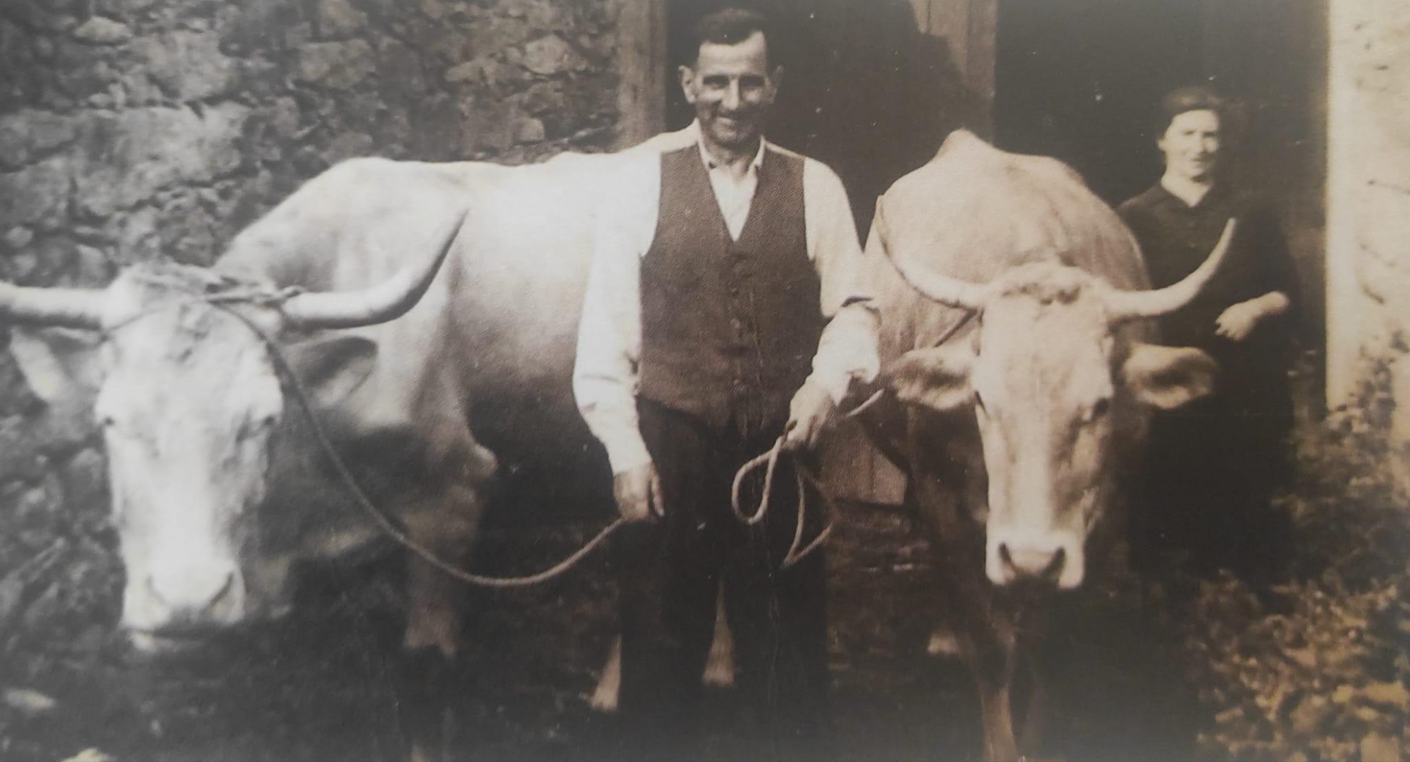 Sacando as vacas en Fontá. Fuente: Doniños Imaxes para a memoria.