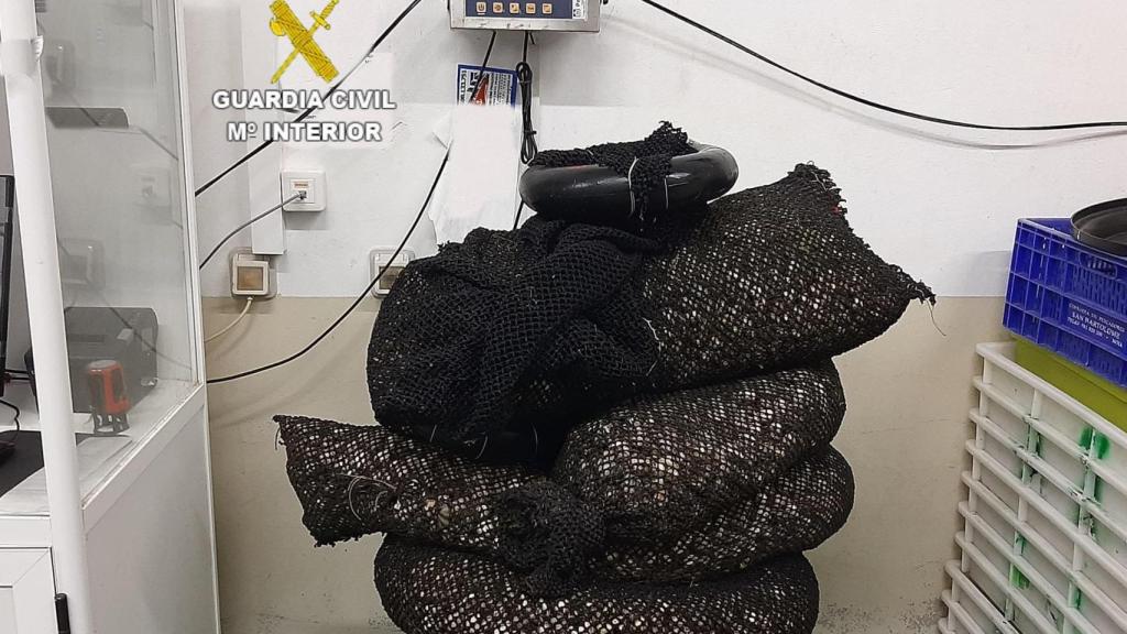 La Guardia Civil incauta 203,2 kilos de berberecho y almeja en Muros (A Coruña)