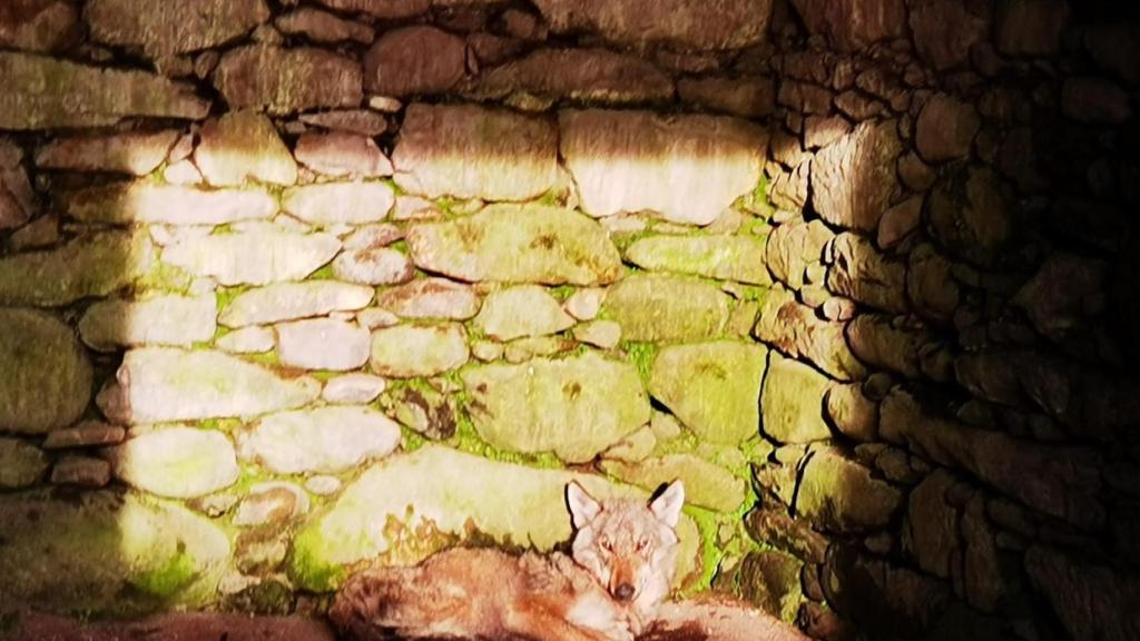 Lobo hallado en Cuntis (Pontevedra)