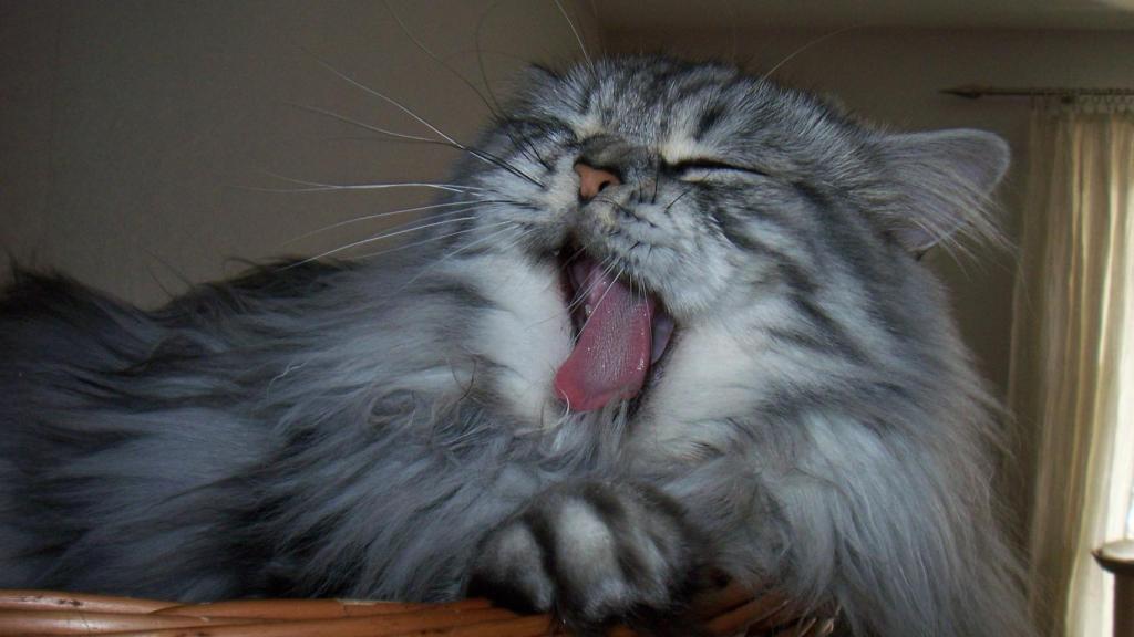 Británico de pelo largo