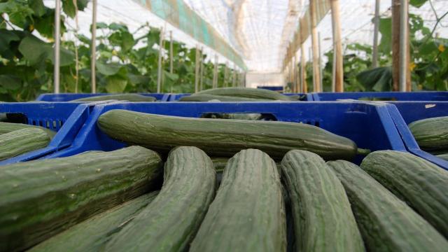 El pepino, ingrediente estrella para las recetas ligeras de verano