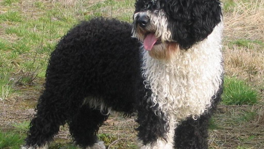 Perro de agua español