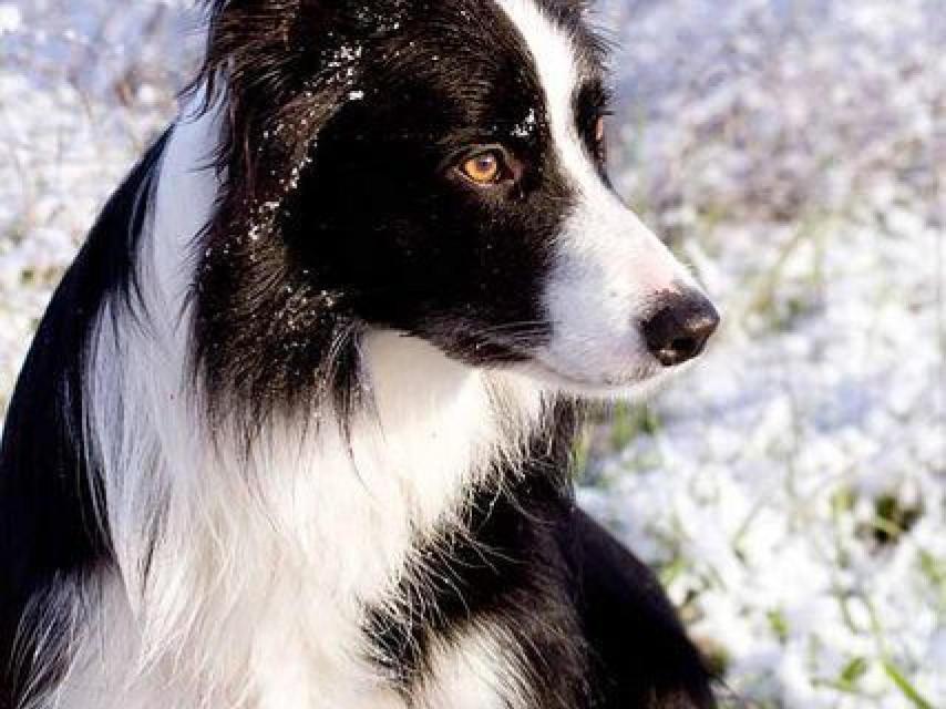 Border Collie