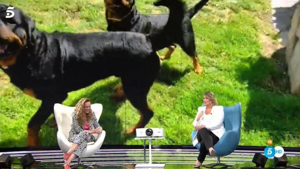 Los cuatro perros de Rocío Carrasco.