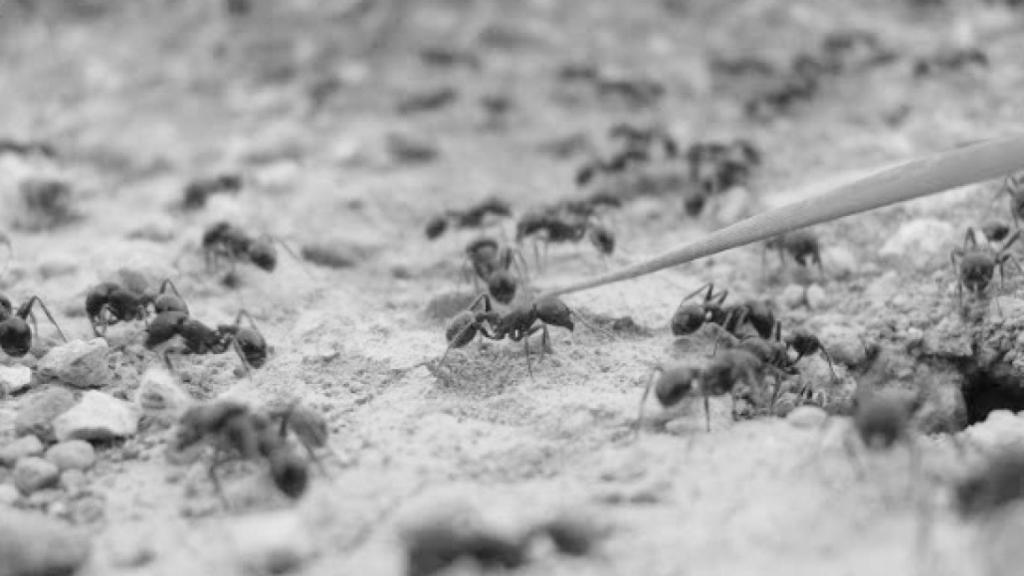 El autor defiende la necesidad de mejor las fórmulas de contratación pública.