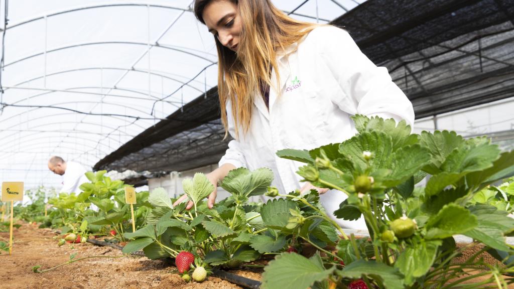 Centro experimental de Seipasa, pyme asentada en L'Alcudia (Valencia).