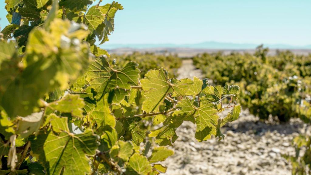El sector de la energía fotovoltaica está desplegando proyectos de mil hectáreas, en Alicante solo quedan 10.200 dedicadas al cultivo de la vid.