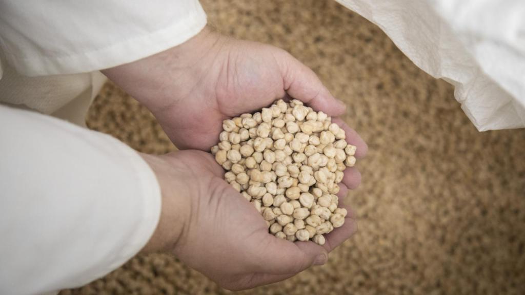Garbanzos onubenses utilizados en Shukran para hacer el hummus.