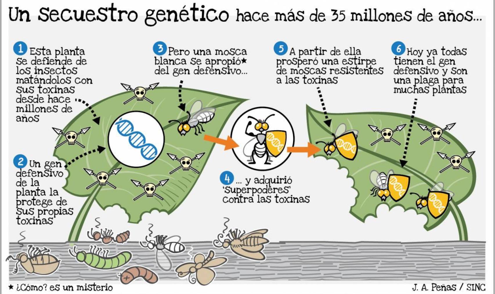 La mosca que adquirió un gen de una planta.