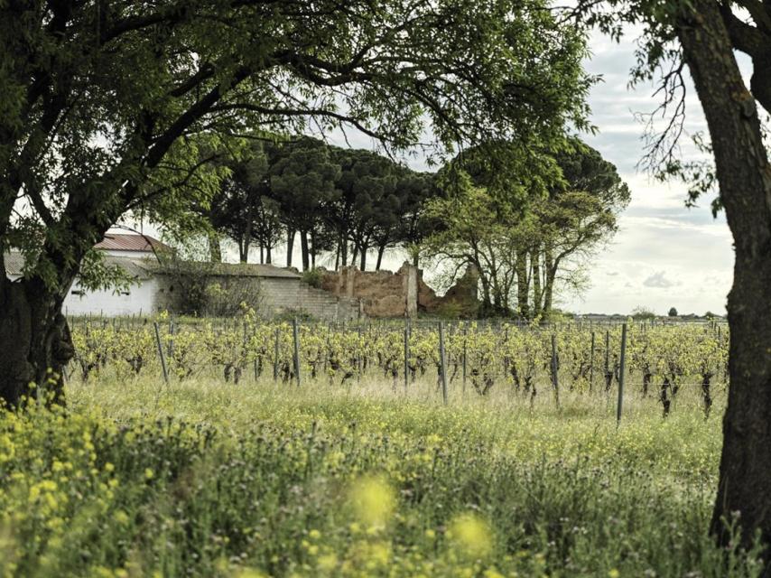 Viñedo de Finca Tinedo.