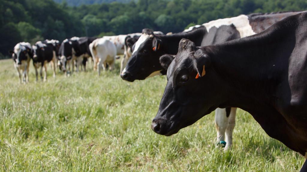 Ganado vacuno en la finca experimental de Roncesvalles / Orreaga, en el pirineo Navarro.