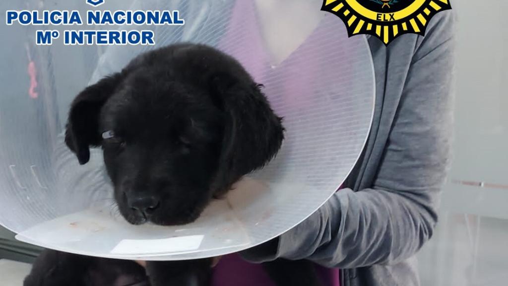 Foto del cachorro, de solo tres meses.