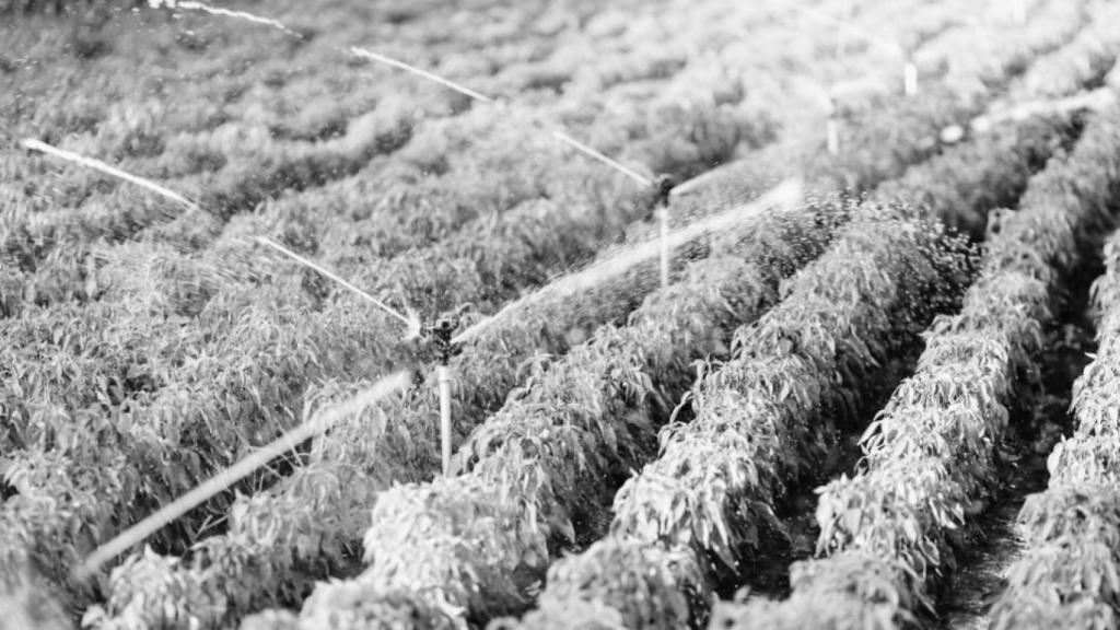 Imagen de un regadío.