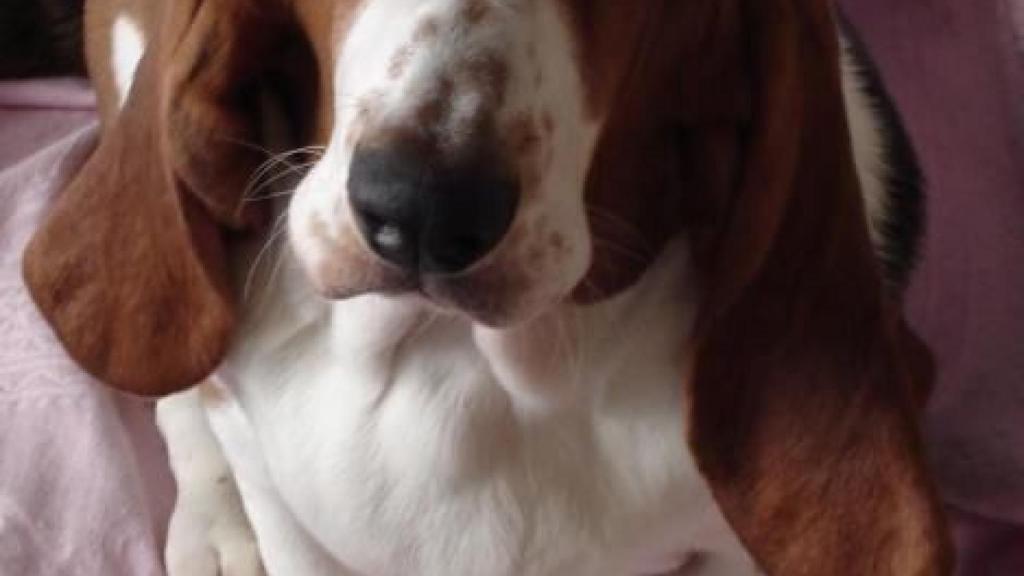 Basset Hound