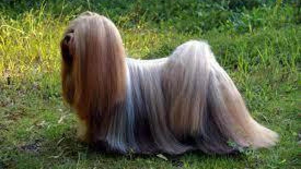 Lhasa Apso