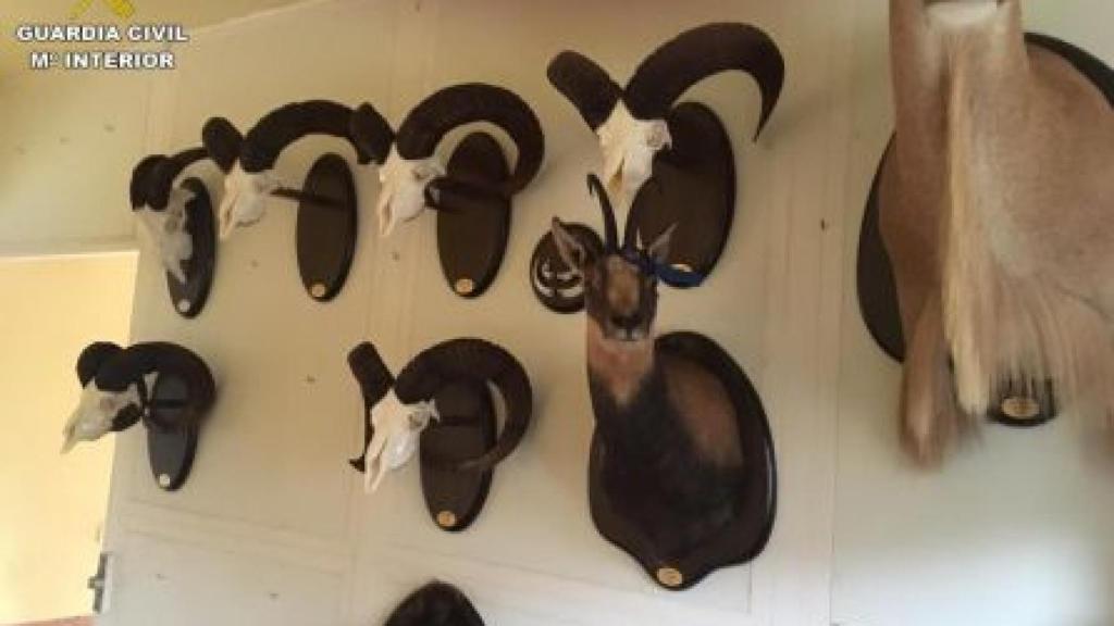 Cabezas de animales.