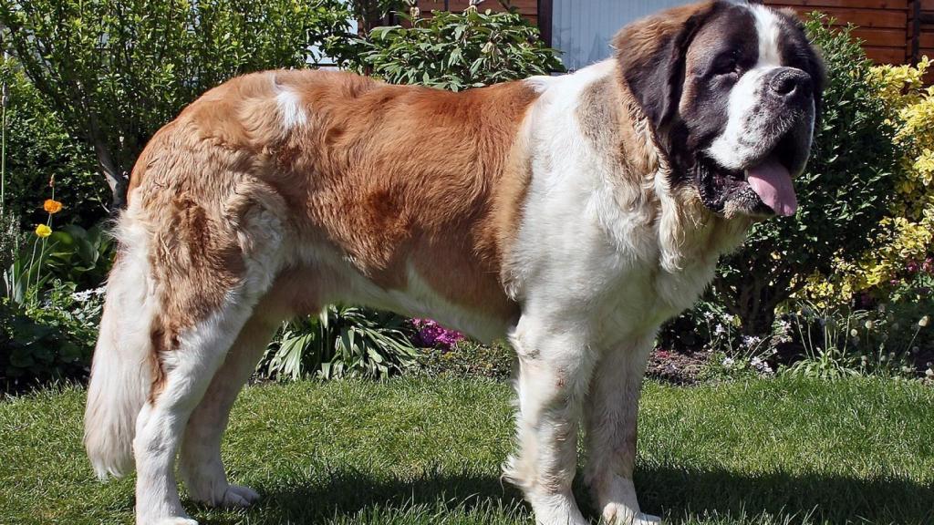 Las razas de perros que más duermen