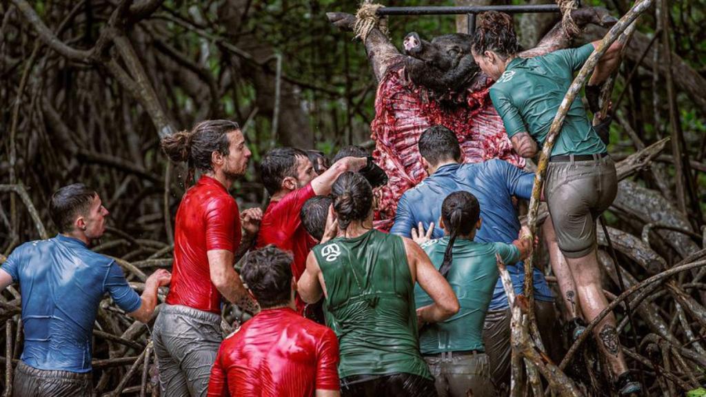 El juego de caníbales consiste en desmembrar un cerdo muerto a mordiscos para lograr la inmunidad.