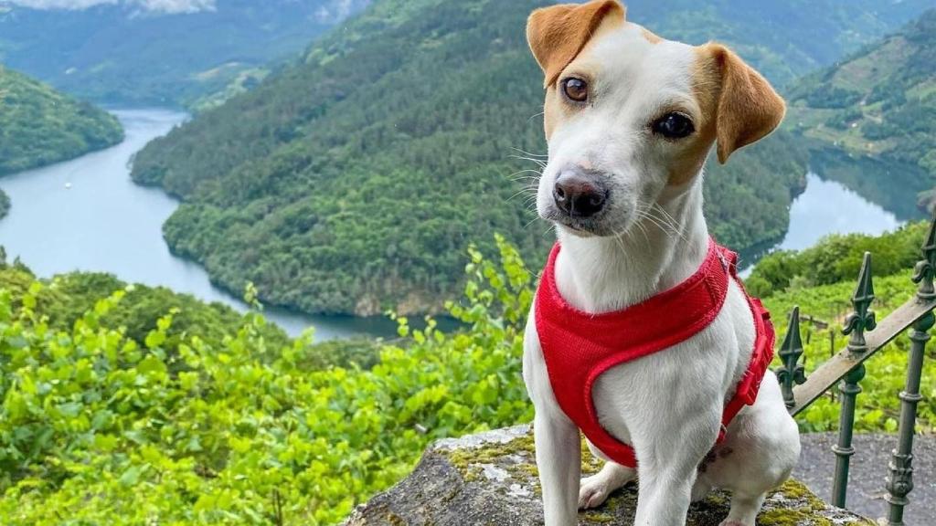 Pipper durante su visita a la Ribeira Sacra.