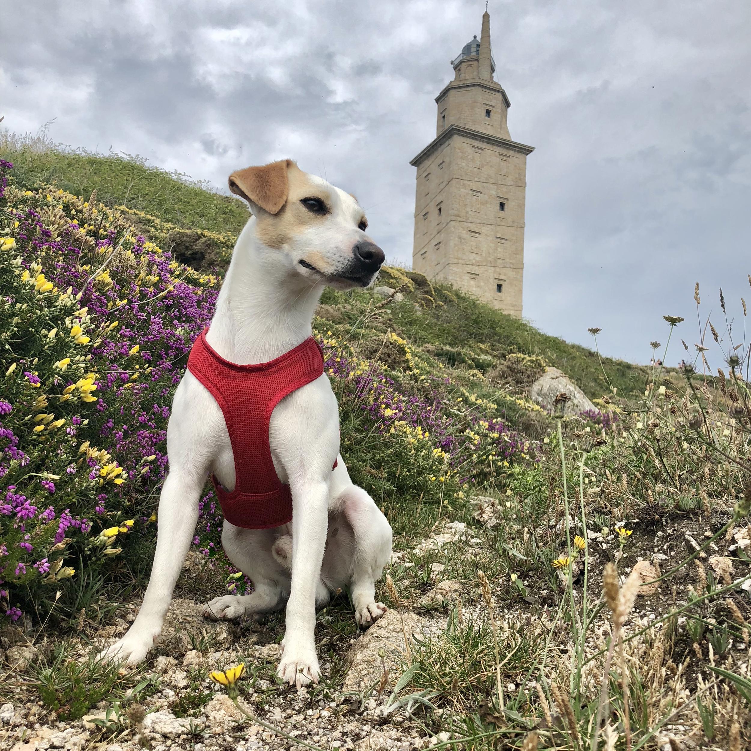 Pipper a su paso por A Coruña en 2018 (Cedida).