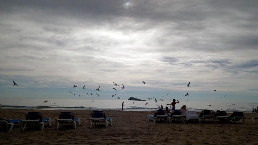 Benidorm cada vez más cerca de la normalidad: playas sin sistema de parcelación desde el sábado