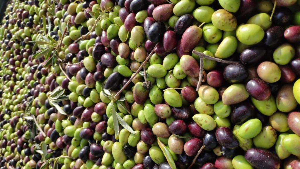 Imagen de recurso que muestra unas aceitunas